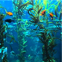 java burn ingredients