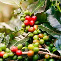 java burn ingredients